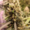 Venta de Green Crack (Humboldt Seeds Organization) | Semillas de marihuana feminizadas