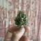 Easy Bud Auto (RQS) Cannabis-Samen zu verkaufen