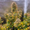 Mexican Airlines Auto (Fast Buds)