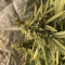 Auto Orange Bud Seeds (Dutch Passion) - Cannabis Strain Seeds for Sale