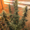 Blue Gelato 41 | Strain Information | Seeds For Sale | Reviews