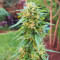 Somango XXL (Nirvana Seeds)