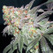 Afghan Kush Early Harvest feminized seeds