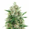 Auto Speed Haze (Blackskull Seeds)