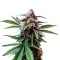 Cap Junky Seeds