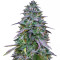 Graines de cannabis Cookies USA (Pyramid Seeds)