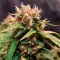 Graines de cannabis Diesel Matic Auto (Blackskull Seeds)