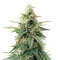 Durban Poison Seeds