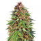 ErdPurt (Ace Seeds)