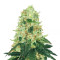 Fruit Punch feminized seeds