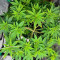 Godfather OG (Herbies Seeds)