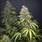 Highcloudz Auto Seeds
