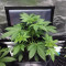 Northern Light Auto Seeds