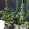 Graines féminisées d’Original Big Bud Auto (Fast Buds)