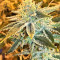 Graines de cannabis Pure Kush (Original Sensible Seeds)