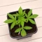 Sativa Dream Seeds