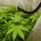 Scrambler Haze Seeds