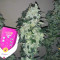 Shogun feminized seeds