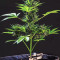Semi Femminizzati Strawberry Pie Auto (Fast Buds)