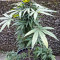 Sweet CBD Seeds