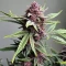 Tropicana Cookies Purple Seeds