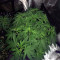 Graines de cannabis Venice Beach Afghan (Kera Seeds)