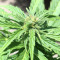 Super Skunk Auto (Garden of Green Seeds)