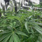 Wedding Cookies (Original Sensible Seeds)