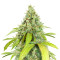 Wedding Cookies (Original Sensible Seeds)