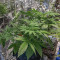 Wedding Cookies féminisée (Original Sensible Seeds)
