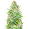 WiFi Kush Feminized Seeds (AlphaFem Seeds)