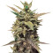 60 Day Lemon Seeds