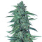 Auto AK XXL strain