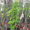 BCN Power Plant Autoflower feminized seeds