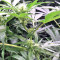 Black Destroyer feminized seeds