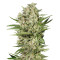 Cheese (Seedstockers)