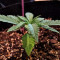 Criminal+ feminized seeds