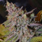 Critical Super Silver Haze Seeds