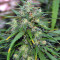 Destroyer Seeds