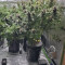 Girl Scout Cookies Seeds (Garden of Green)