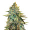 Girl Scout Cookies feminized seeds (Original Sensible Seeds)