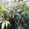 Kosher Sorbet (DNA Genetics)