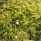 Kripple Roulette (Dr. Krippling Seeds)