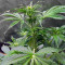 LSD Auto (Barney's Farm)