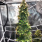 NL Auto Seeds