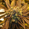 NYC Diesel Seeds