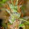 Graines de cannabis Panama Haze (Ace Seeds)
