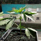 Graines de cannabis Road Dawg Regular (Karma Genetics)