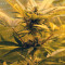Skunk #1 Automatic (Sensi Seeds)