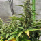 Strawberry Gum feminized seeds